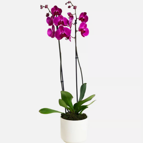 Mor Orkide Çift Dal